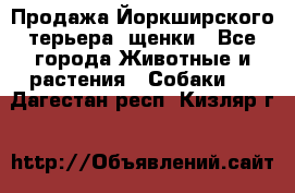 Продажа Йоркширского терьера, щенки - Все города Животные и растения » Собаки   . Дагестан респ.,Кизляр г.